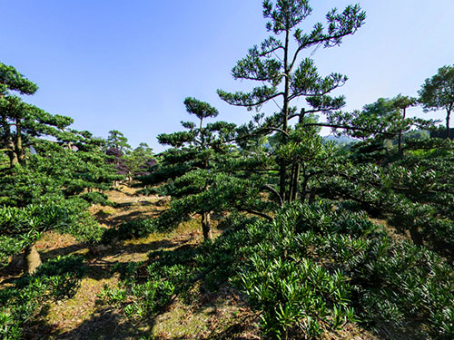 羅漢松園區